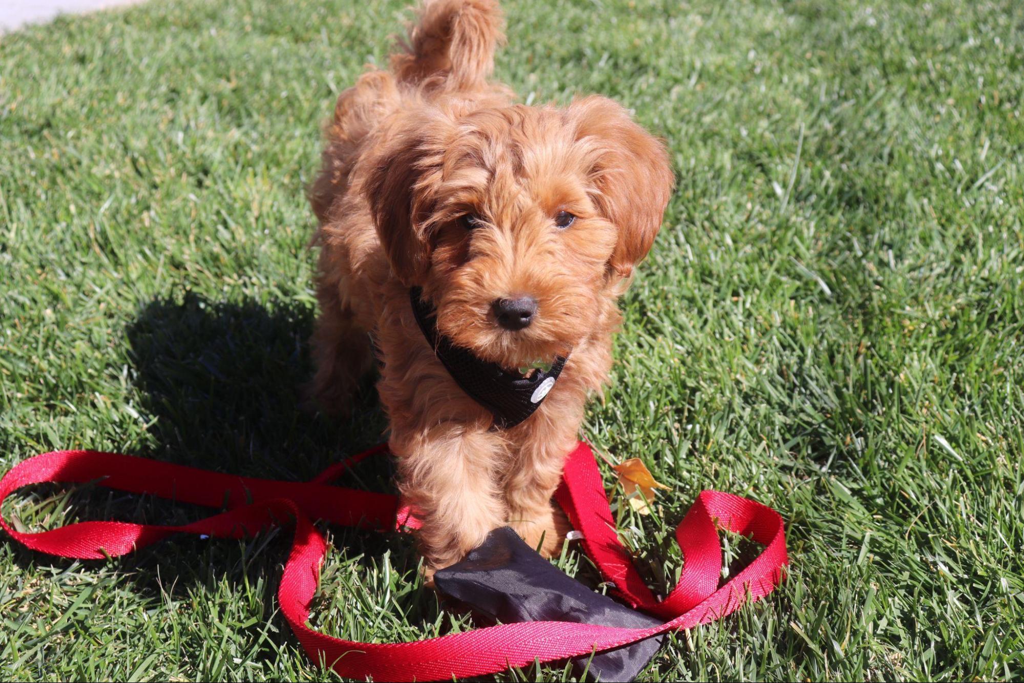 mini Goldendoodle puppy on grass