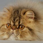 What are the Types of Exotic Cats?